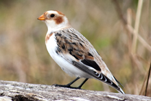 Snow Bunting